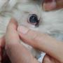 trauma corneal