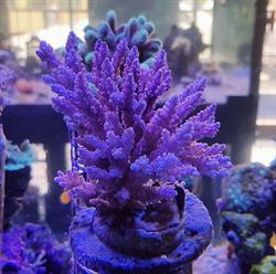 Acuario Waldemar S.A.C.