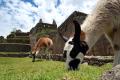 Tour a Machu Pichhu en 1 día