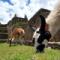 Machu-Picchu