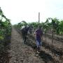Labor en el Viñedo