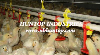 chicken-breeding