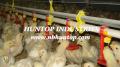 Farm Poultry livestock breeding Equipments