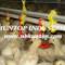 chicken-breeding