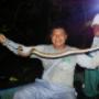 anaconda
