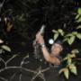 caiman hunting