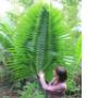 palm leaves