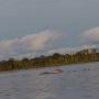 pink dolphin