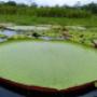 water lillies