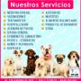 Nuestros Servicios