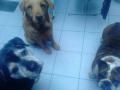 Rol de Vacunaciones  Caninos   Felinos
