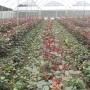 CULTIVO DE ROSAS EN AYACUCHO