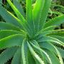 Organic aloe vera