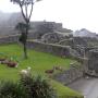 Llamas in Machupicchu