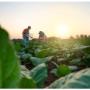 Ofrecemos fertilizantes de alta calidad en líneas genéricas, solubles, foliares y mezclas. También brindamos insecticidas, fungicidas, semillas, maquinaria agrícola, asesoría y saneamiento ambiental. Estamos en Perú.