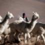 llamas-animales-arequipa-peru