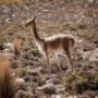 vicuñas-peru-wildlife