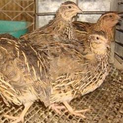 Agropecuaria Puchoc