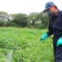 Fumigaciones - Huancayo - Junin