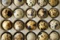 Huevos de Codorniz Fértiles