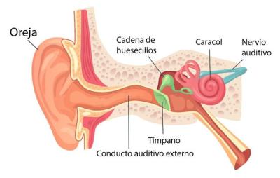Sistema-Auditivo