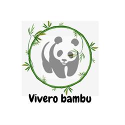 Plantas Vivero Bambu