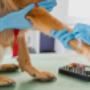 veterinaria