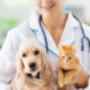 veterinaria