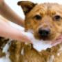peluquería canina