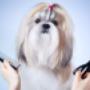 peluquería canina