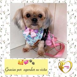 Animalvet