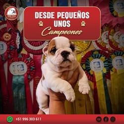 Tony Brus Bulls