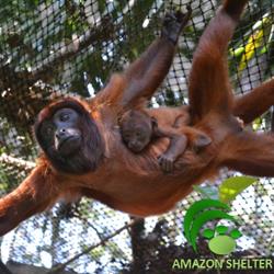 Amazon Shelter