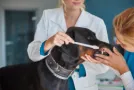 Odontología Veterinaria