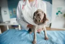 Cirugías Veterinarias