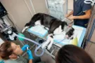 Endoscopía Veterinaria